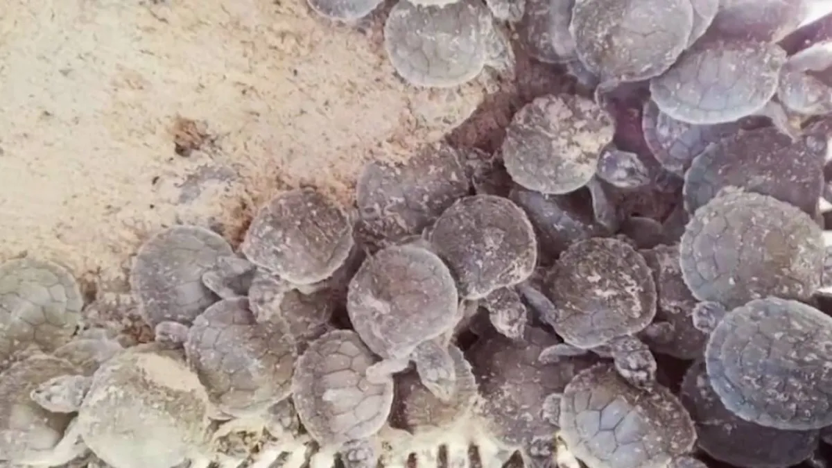 إطلاق مليون سلحفاة في الأمازون 