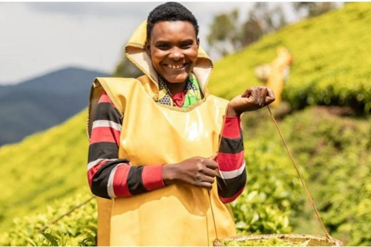 الاحتفال باليوم العالمي للشاي