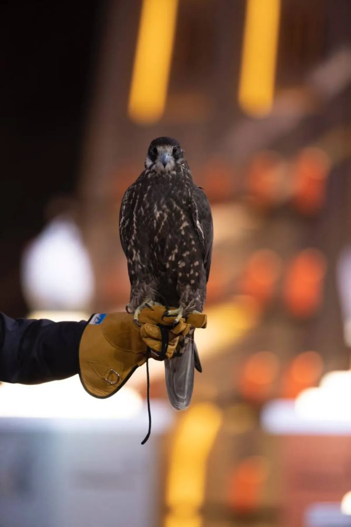 تعرف على أجمل 6 صقور بمسابقة المزاين بمهرجان الملك عبدالعزيز