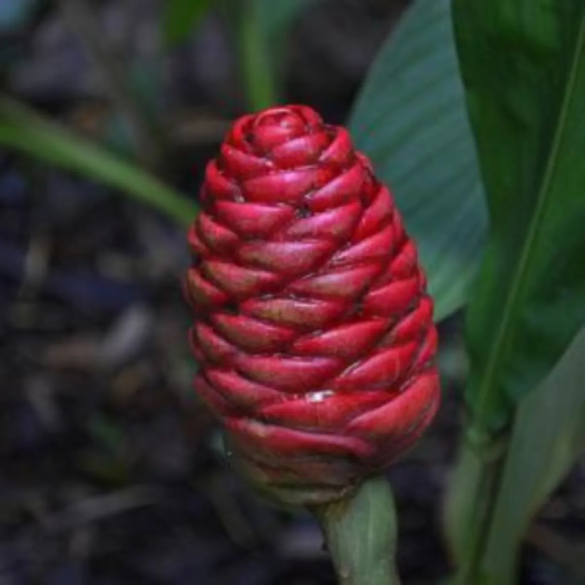 فوائد أوابوهي للشعر لا تصدق 