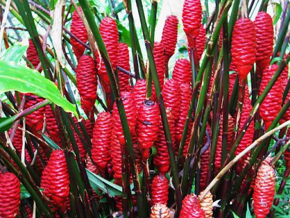 فوائد أوابوهي للشعر