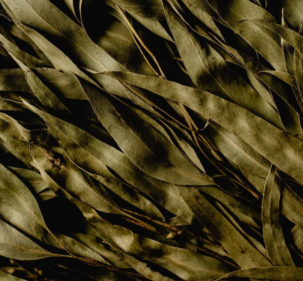 صورة لأوراق العلكة