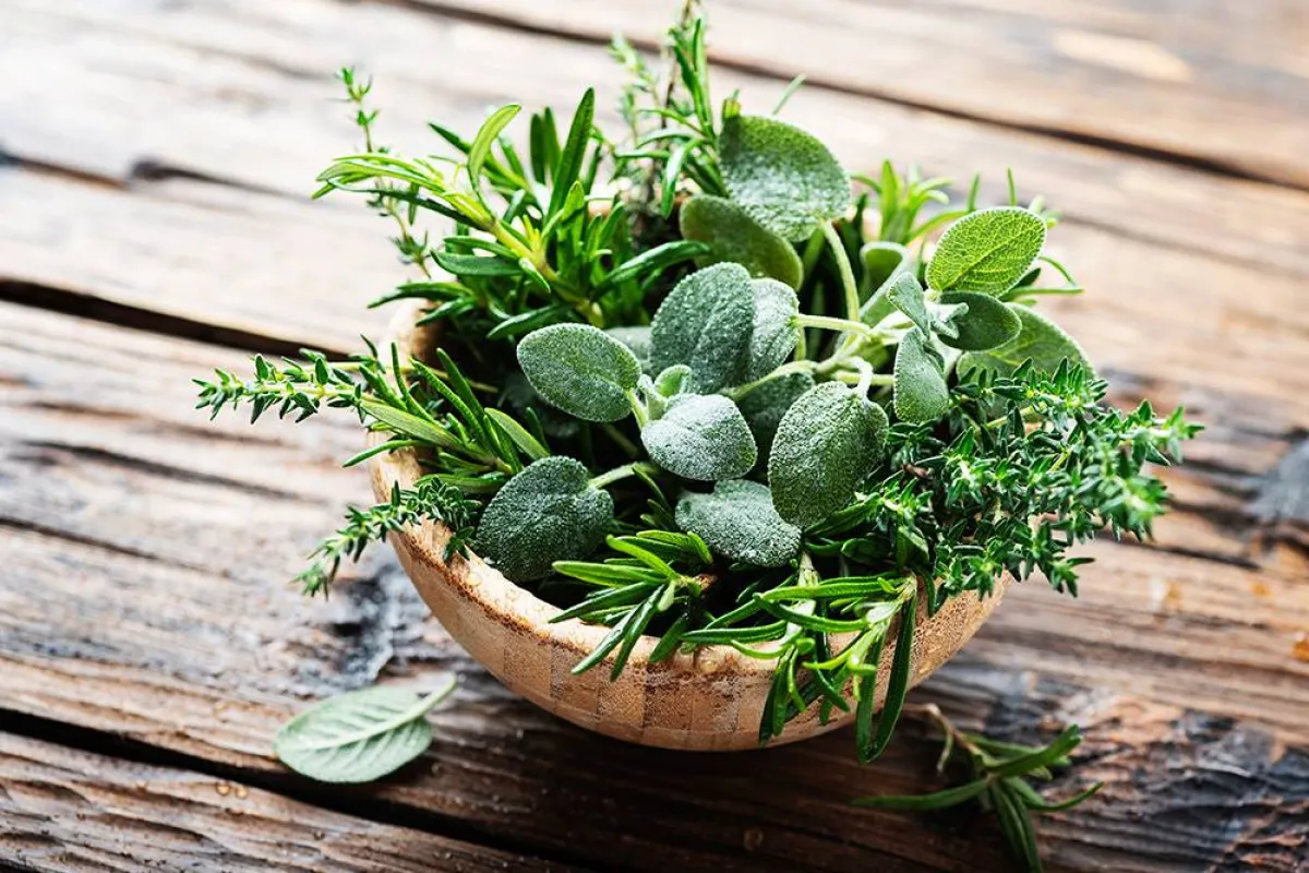 فوائد صحية منوّعة لعشبة عصا الراعي