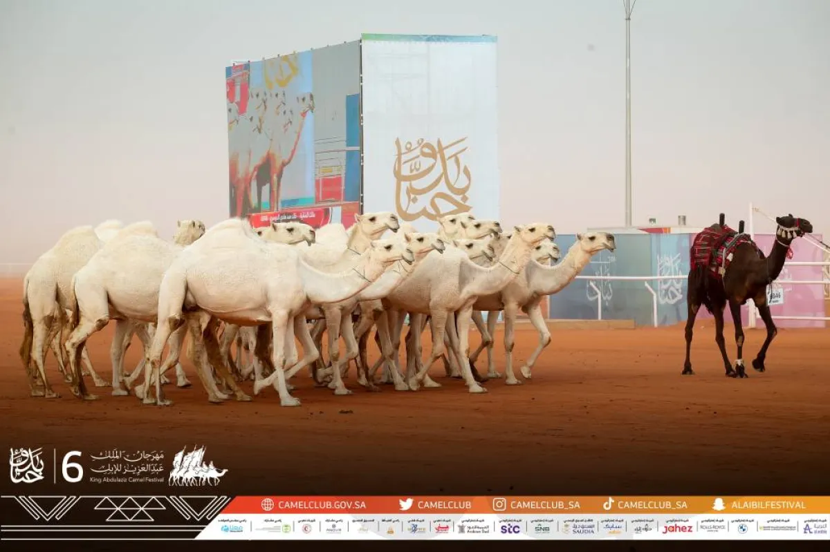 مهرجان الملك عبدالعزيز للإبل في نسخته السادسة - الصورة من حساب نادي الإبل على تويتر