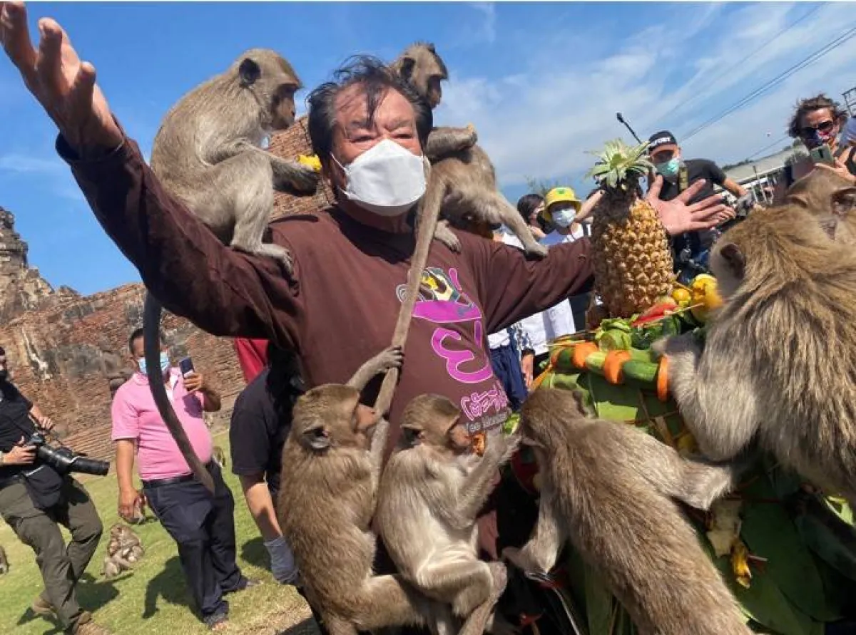 مهرجان القرود في تايلاند