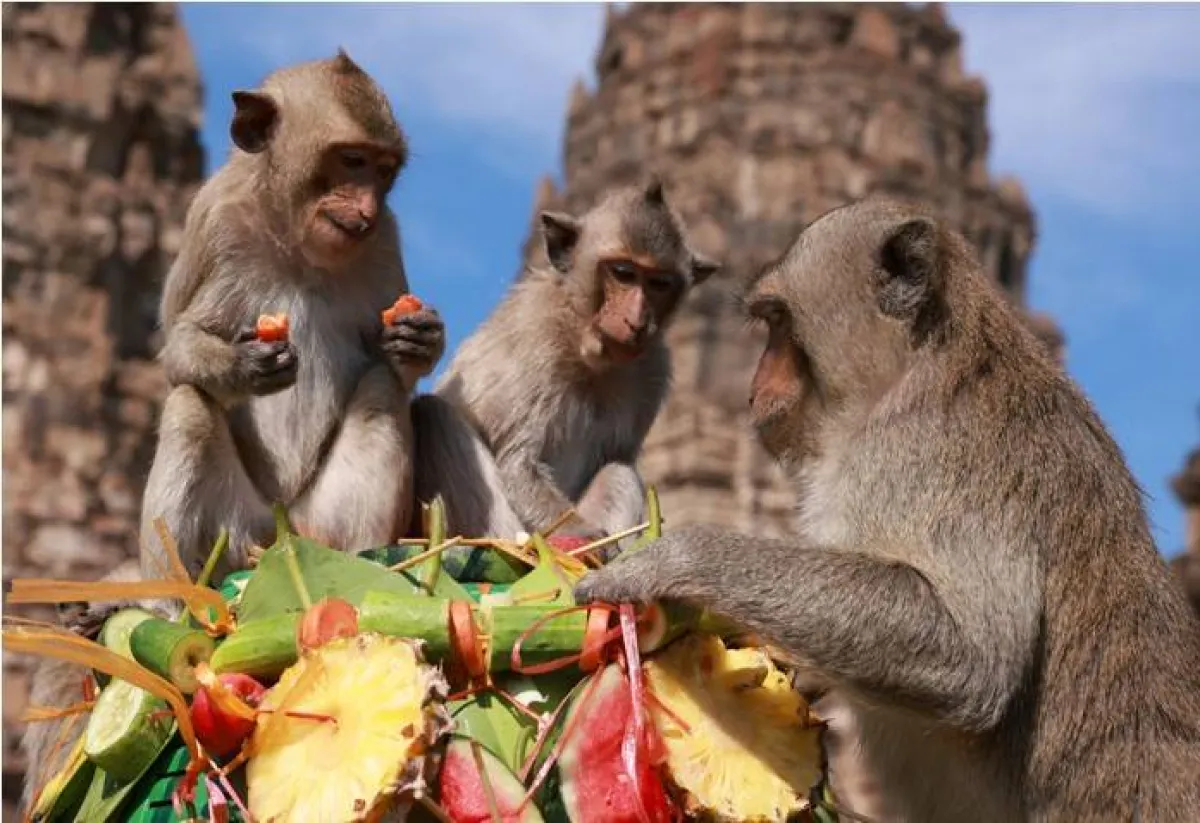 مهرجان القرود في تايلاند