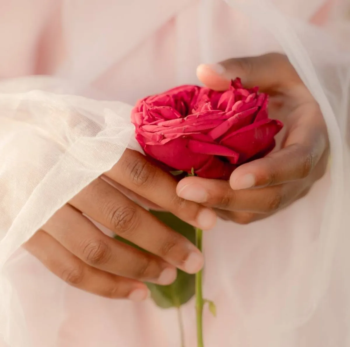 صورة لوردة الجوري