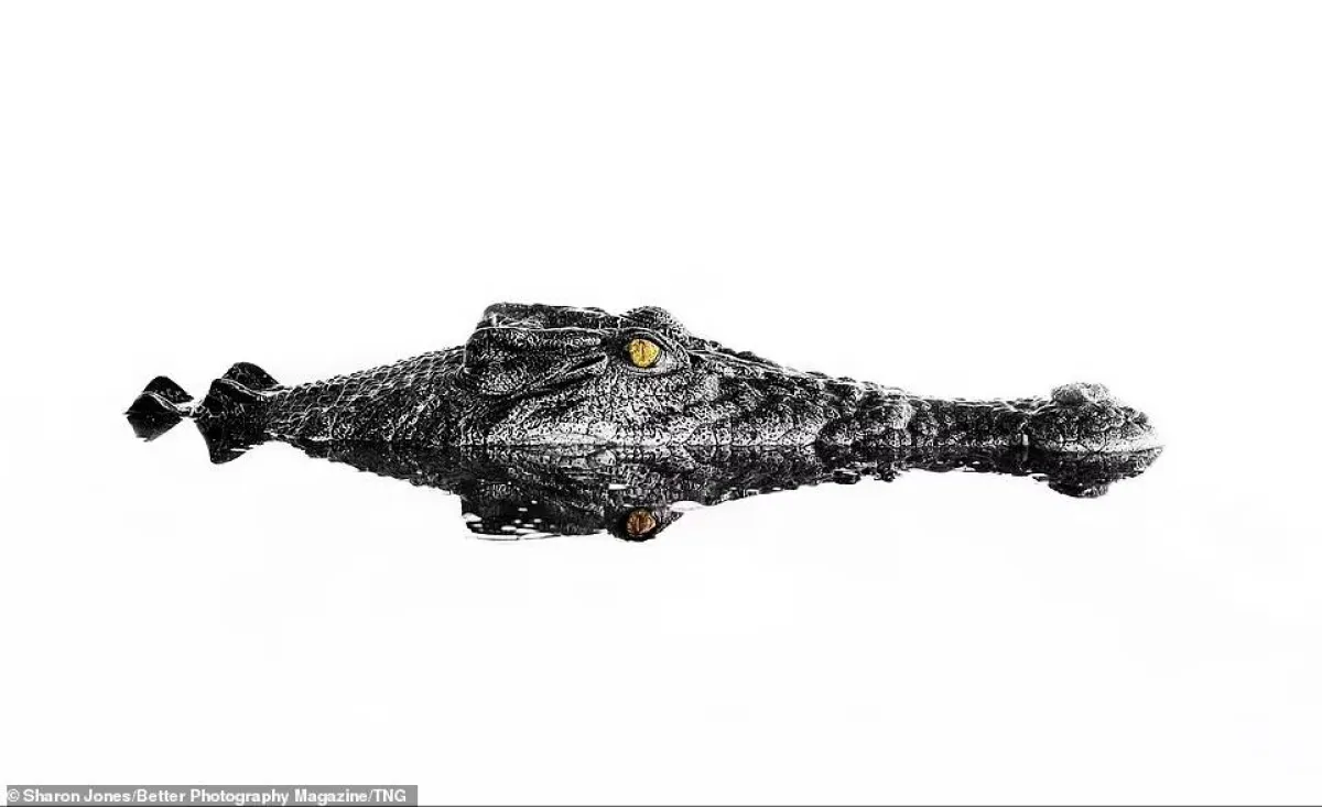 أفضل الصور البرية لعام 2021