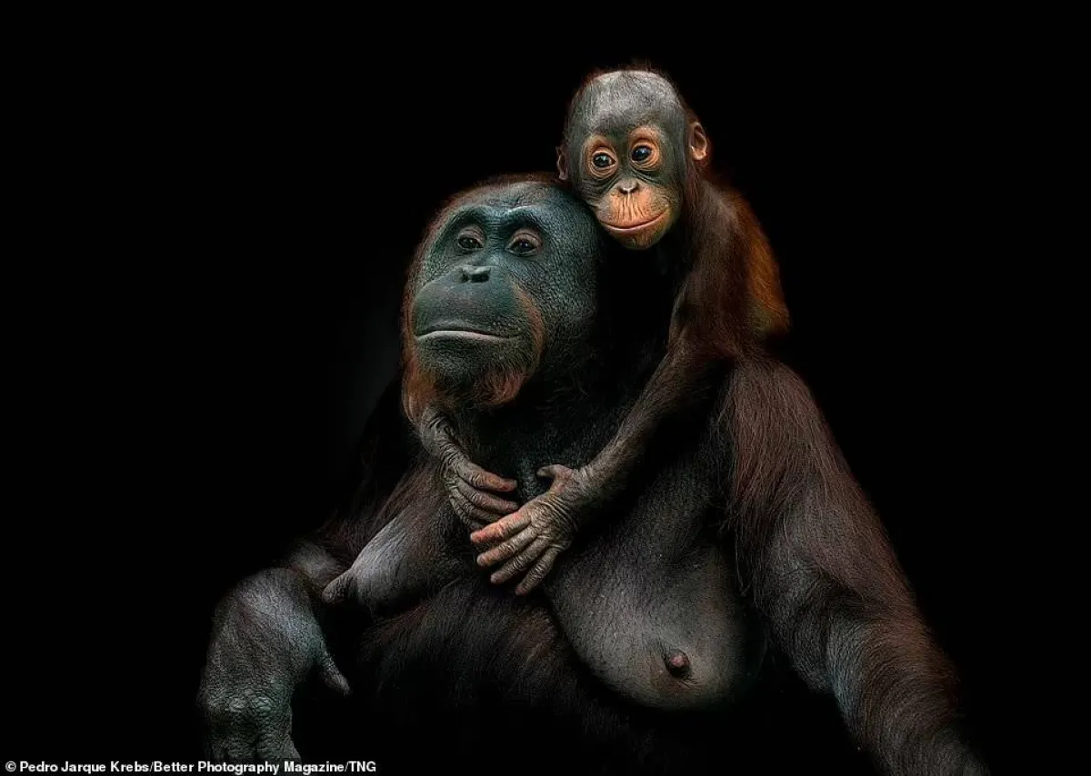 أفضل الصور البرية لعام 2021