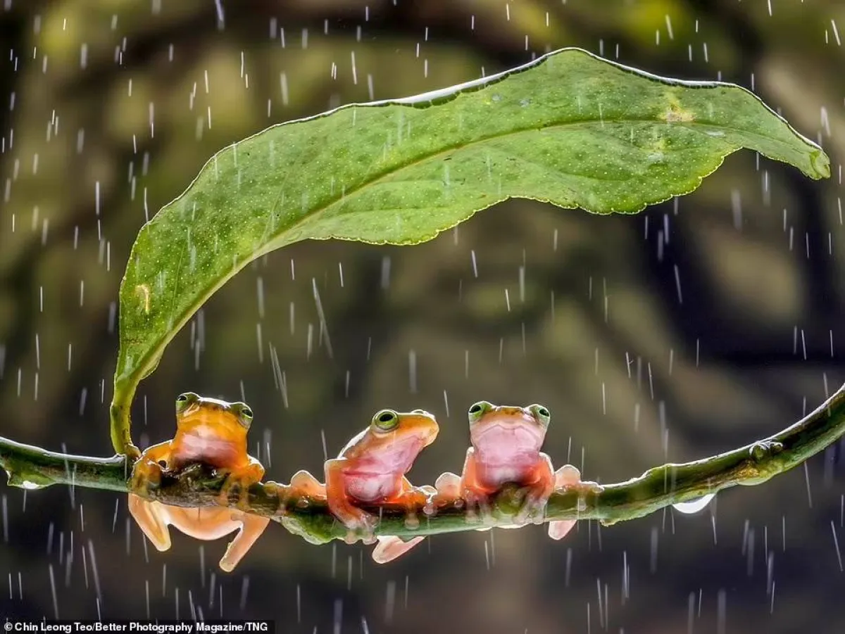 أفضل الصور البرية لعام 2021