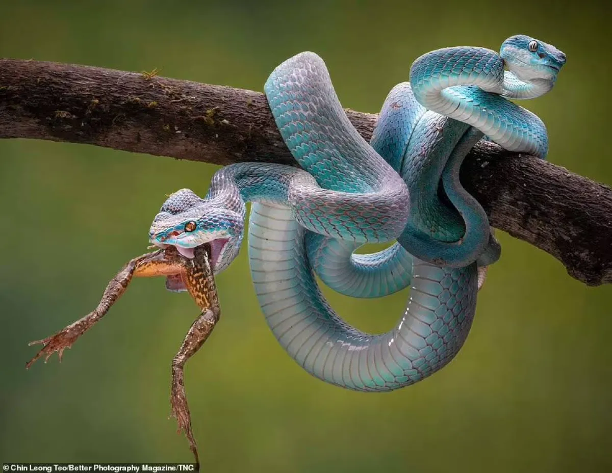 أفضل الصور البرية لعام 2021