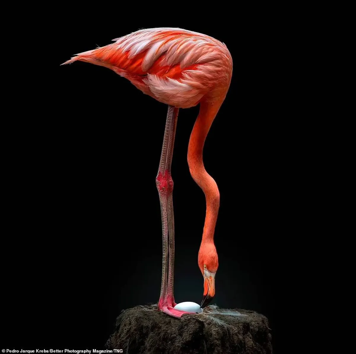 أفضل الصور البرية لعام 2021