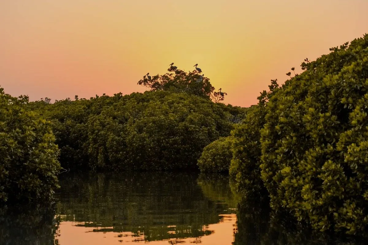 الطبيعة الاستثنائية بجيزان 