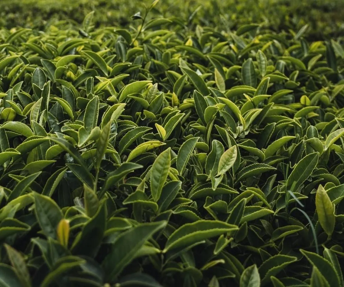 نبات الشاي الأخضر