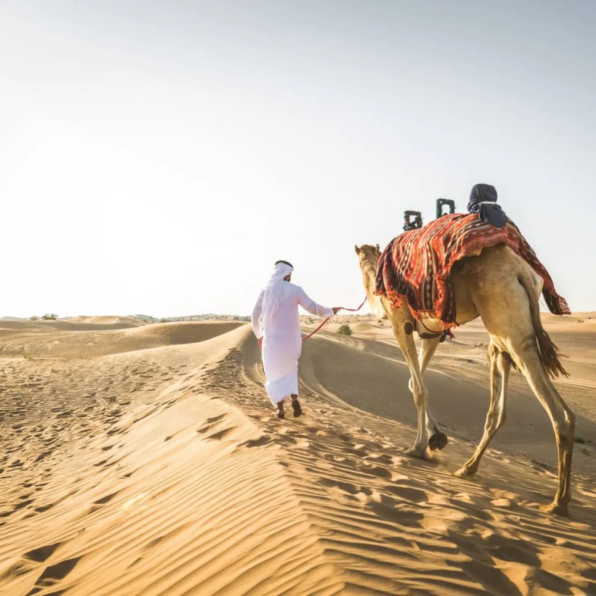 صورة لجمل وسط الصحراء