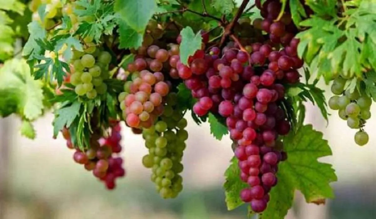 فوائد مذهلة لبذور فاكهة العنب