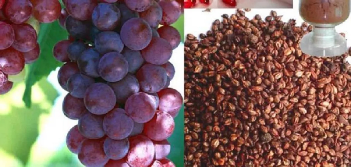 مستخلص بذرة فاكهة العنب يثبط الشيخوخة وفق دراسة جديدة