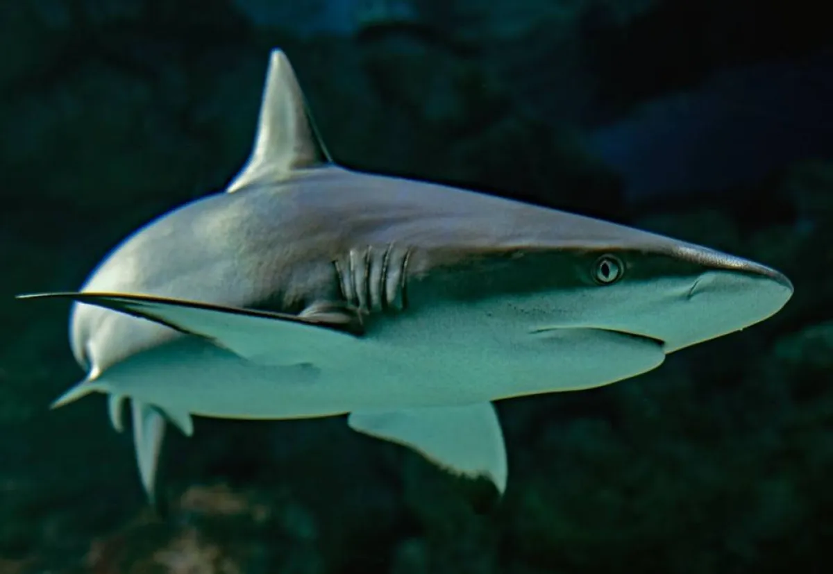 اكتشاف مذهل في سمك القرش قد يقضي على كورونا للأبد