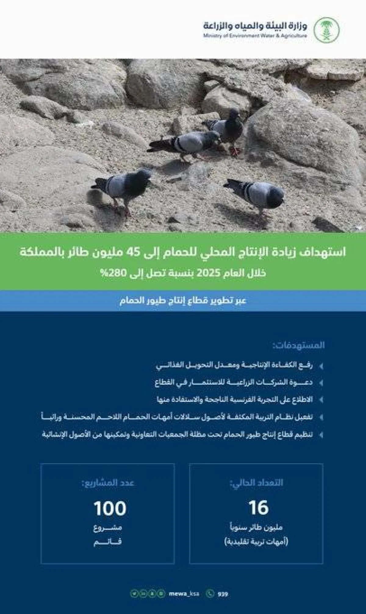 زيادة إنتاج الحمام المحلي إلى 45 مليون طائر