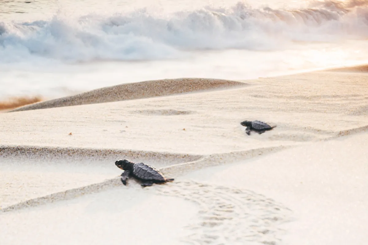 إطلاق مليون سلحفاة في الأمازون