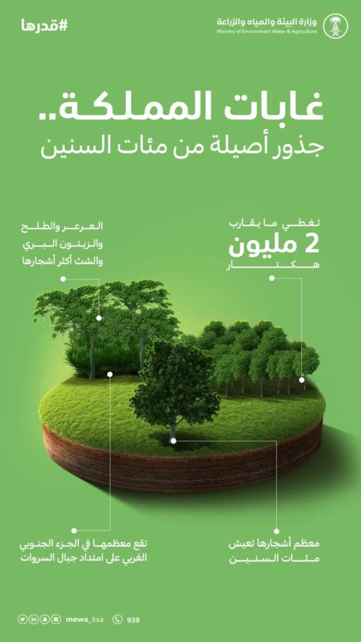 غابات المملكة تغطي 2 مليون هكتار.. وهذه أكثر أشجارها