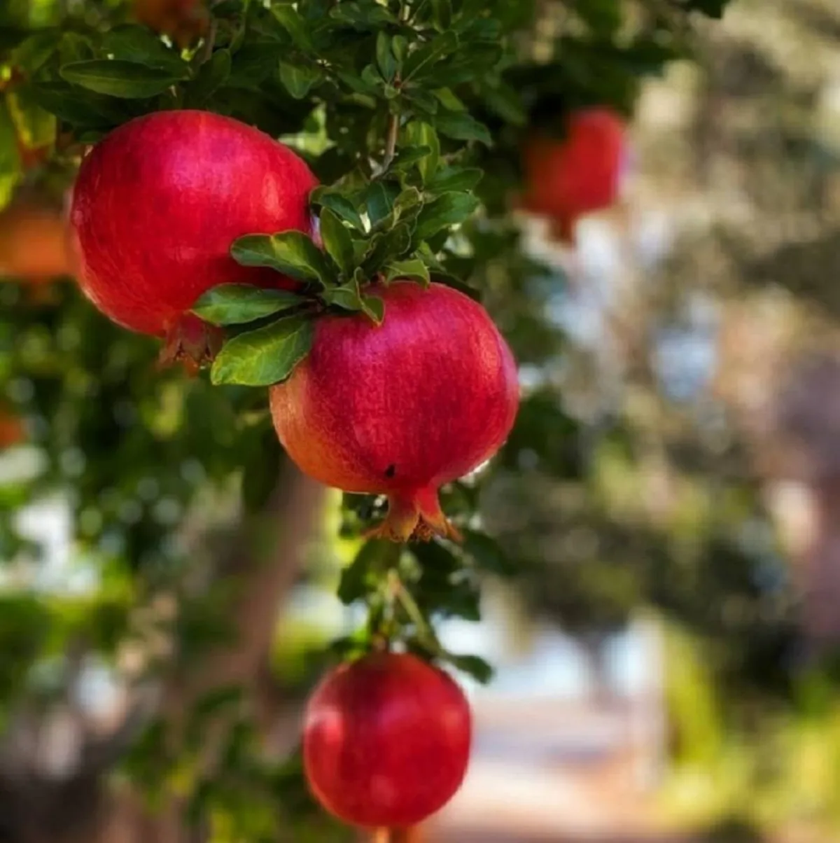 فاكهة الرمان فوائد مذهلة لصحة الجسم