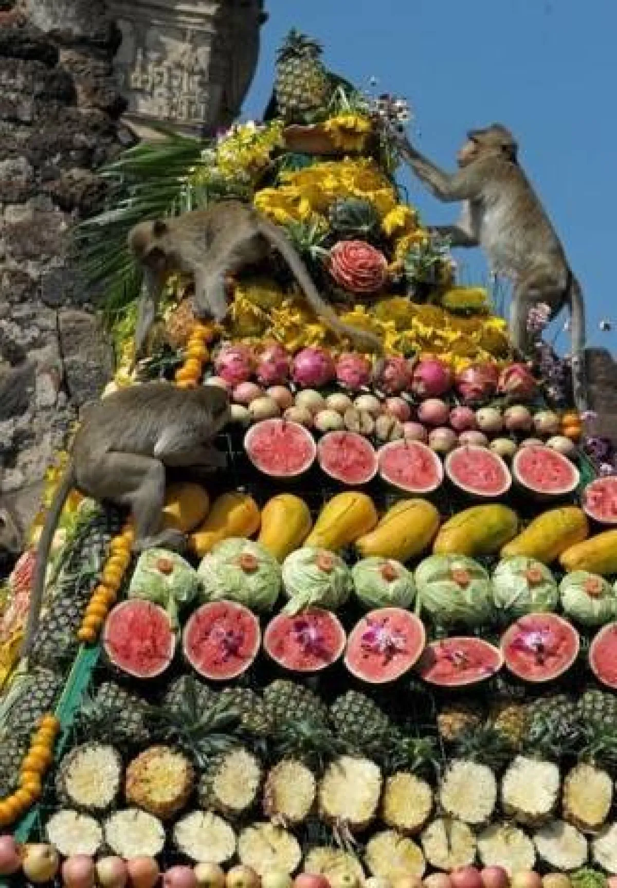 مهرجان القرود في تايلاند