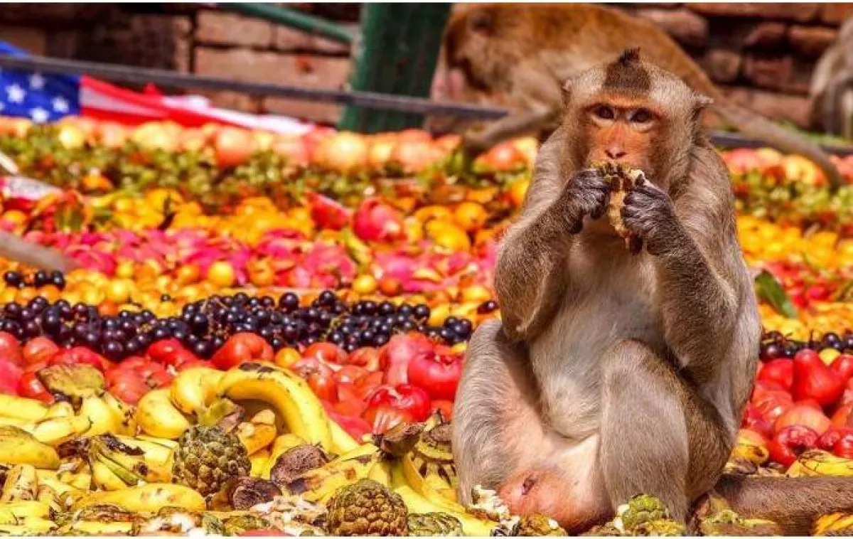 مهرجان القرود فى تايلاند