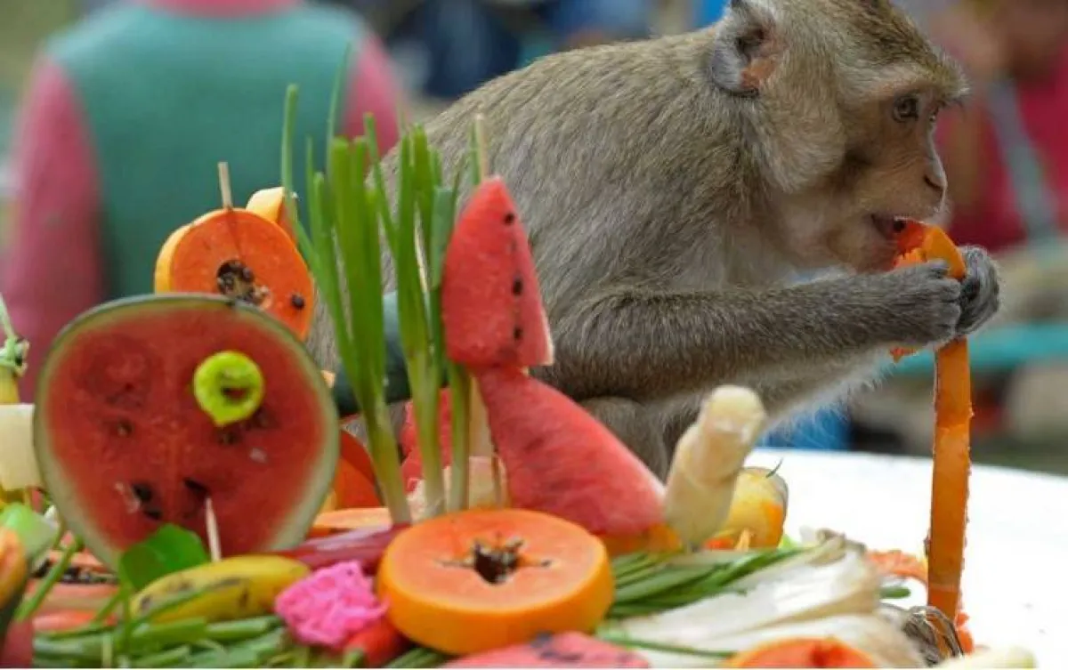 مهرجان القرود في تايلاند