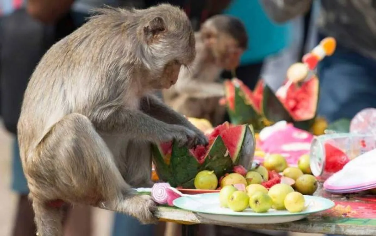 مهرجان القرود في تايلاند