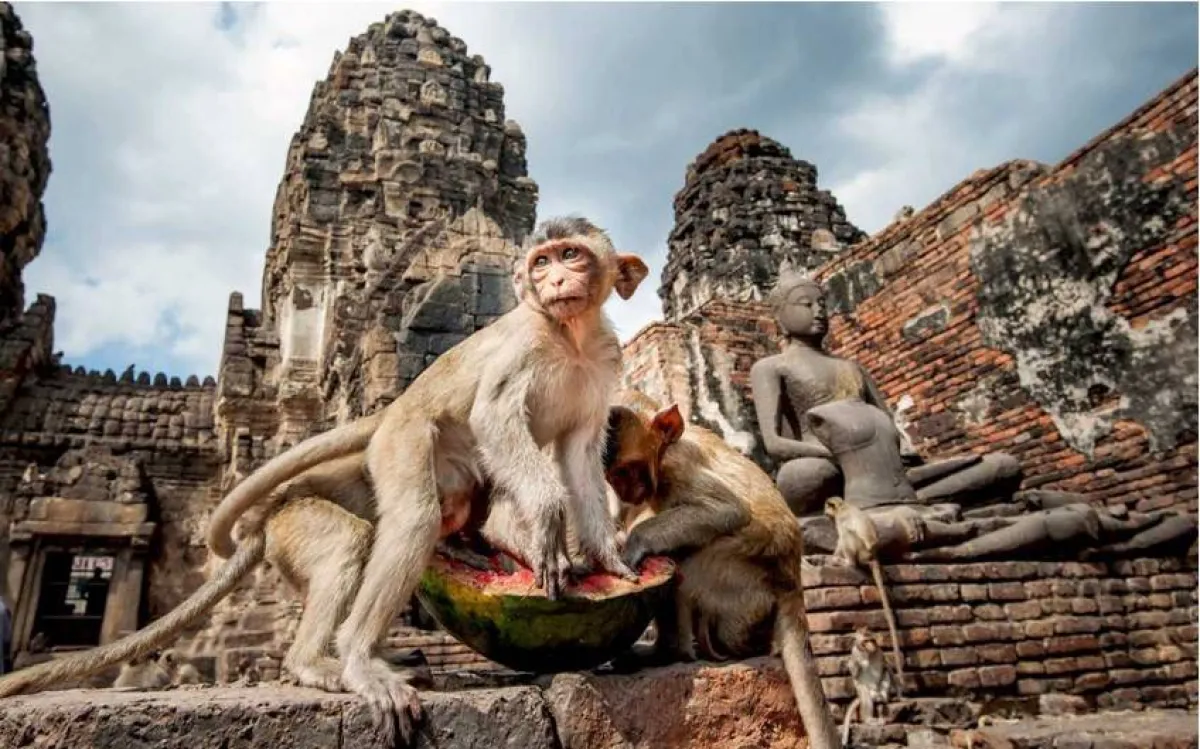 مهرجان القرود في تايلاند