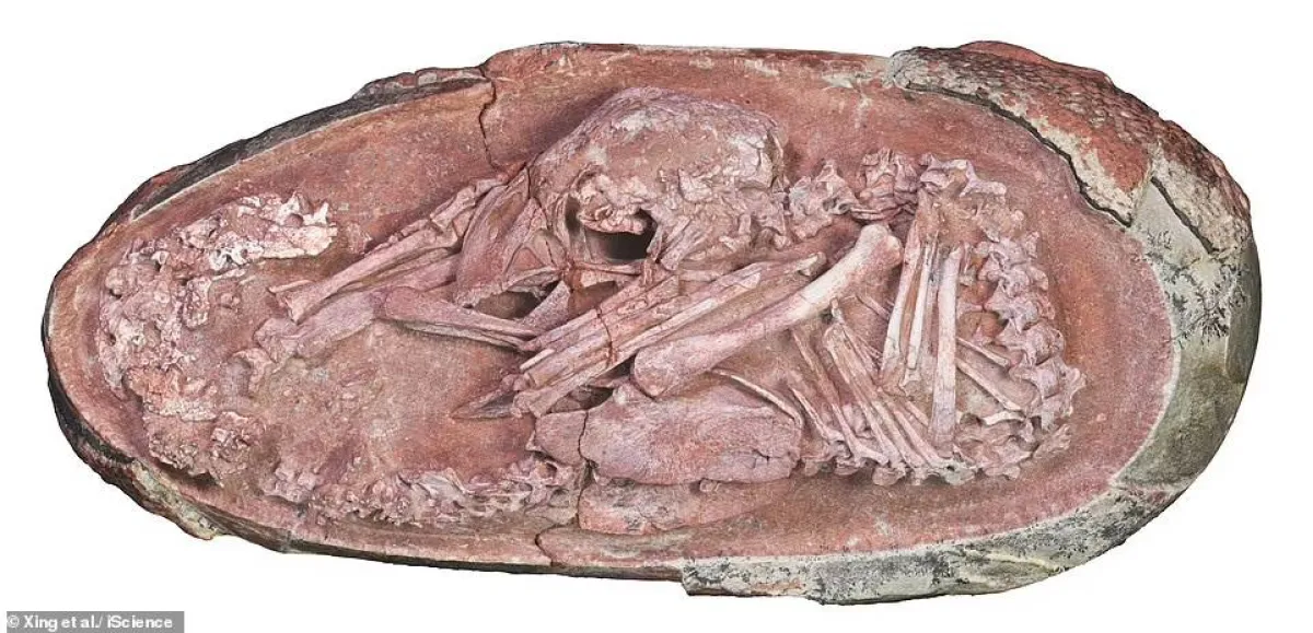 العثور على جنين ديناصور في بيضة متحجرة بالصين