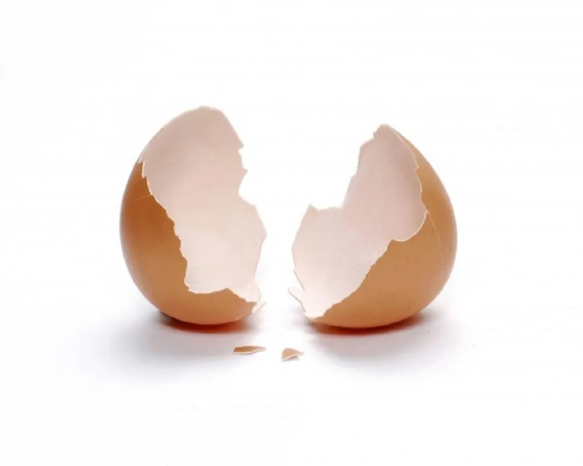 صورة لقشور البيض