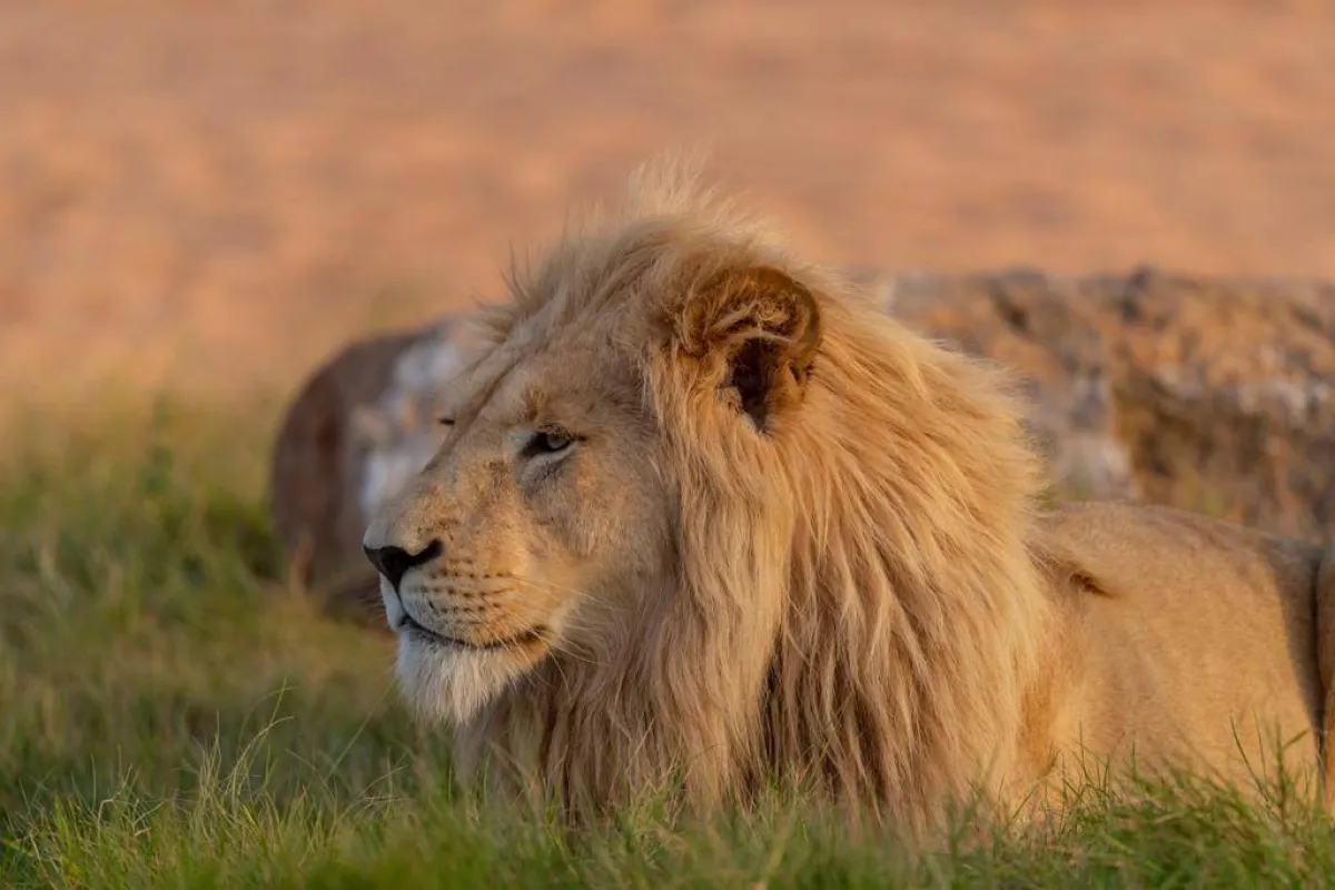 موسم الرياض يعلن تمديد رياض سفاري