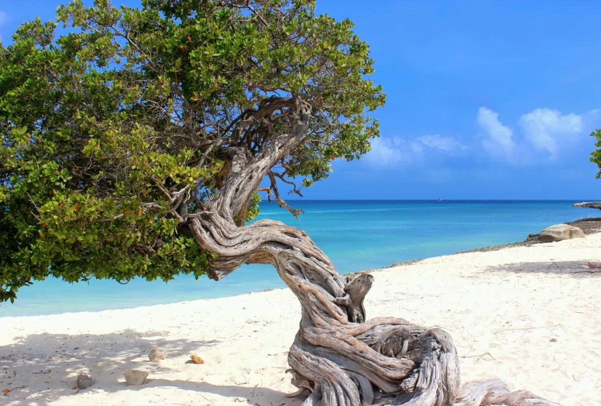 في "إيجل"، هناك شجرة ملتوية الشكل تُسمّى "ديفي ديفي"