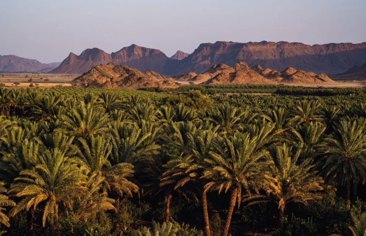 واحة العلا بعدسة جيليس بينسيمون.