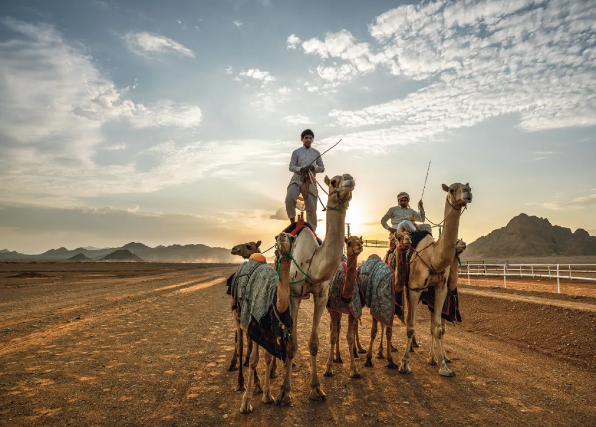رجال على ظهور الجمال في صحراء العلا، بعدسة جيليس بينسيمون.