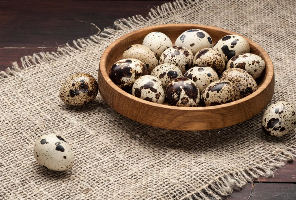 بيض السمان له فوائد صجية جمّة