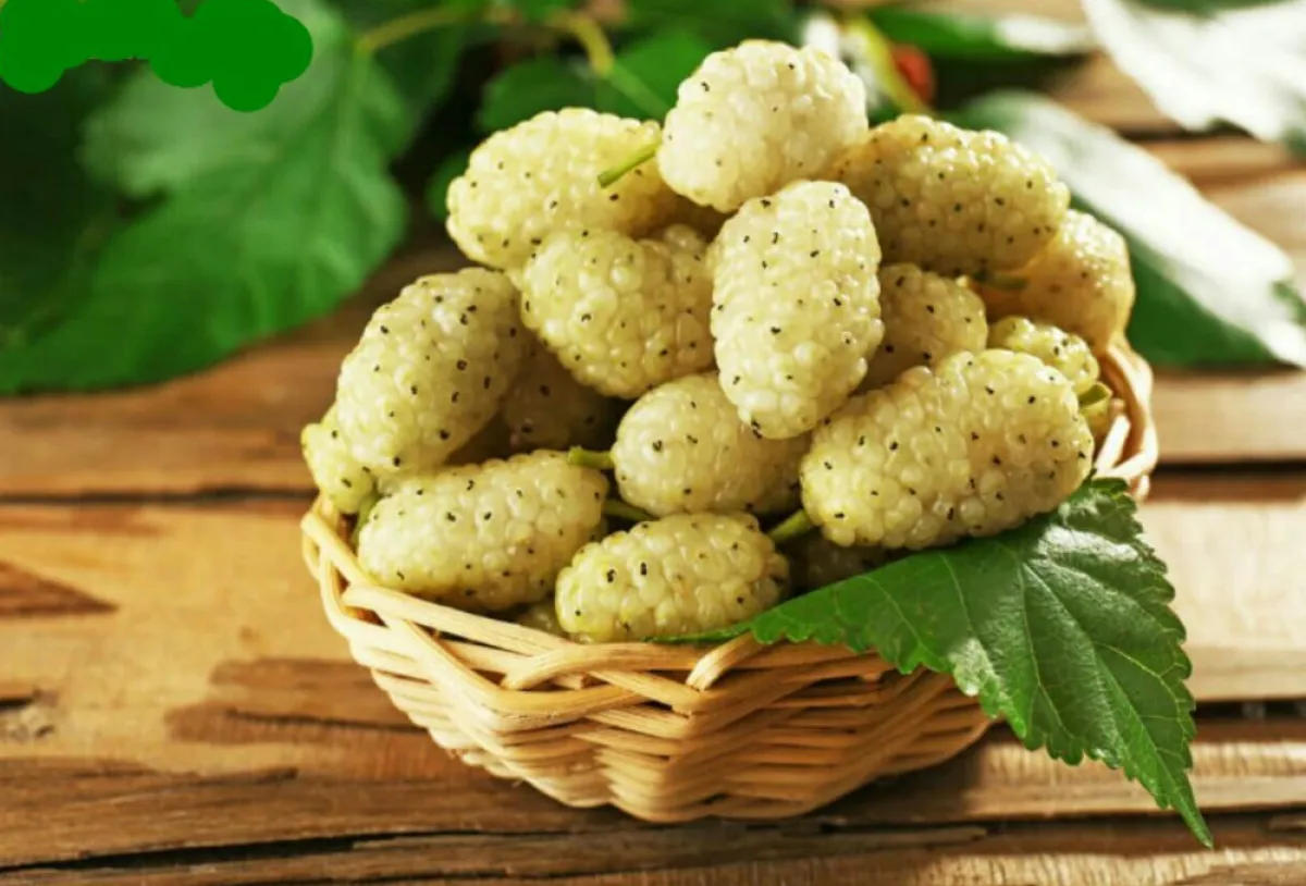 فوائد التوت الأبيض للنساء مذهلة