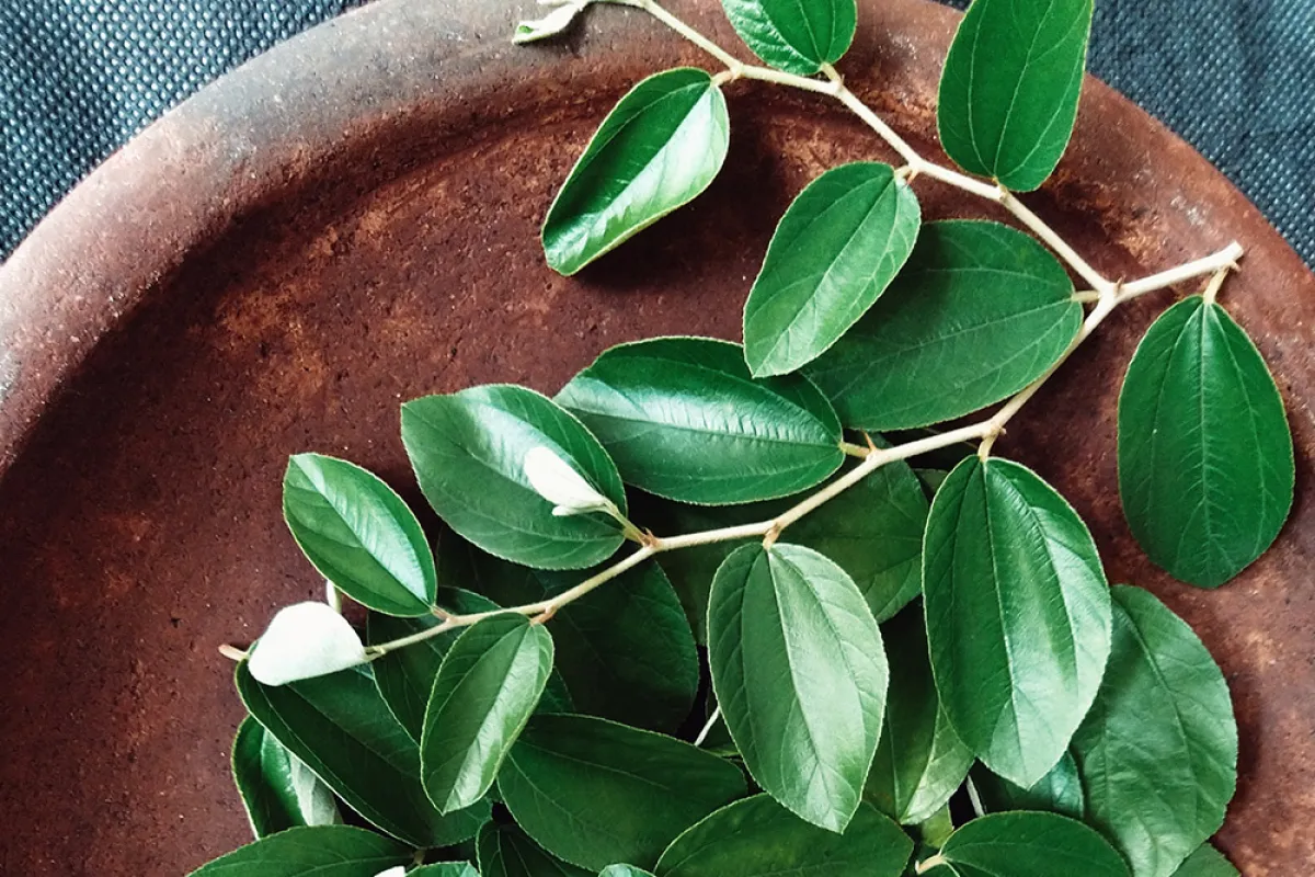 فوائد وأضرار ورق السدر للحمل 