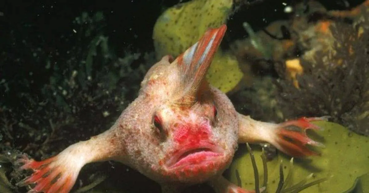 رصد سمكة نادرة " ذات اليد "بسواحل جزيرة استرالية 