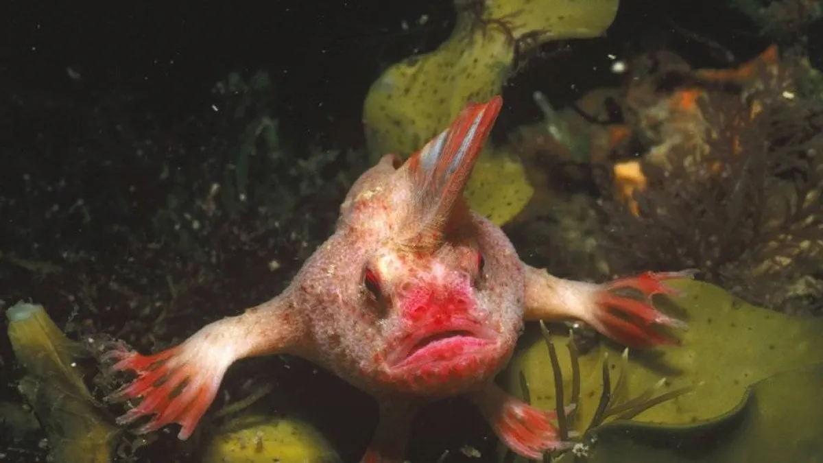 رصد سمكة نادرة " ذات اليد "بسواحل جزيرة استرالية 