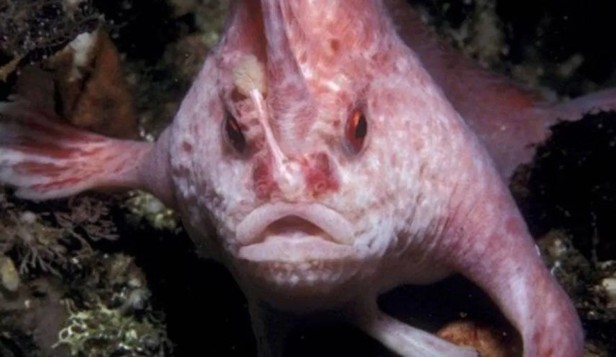 رصد سمكة نادرة " ذات اليد "بسواحل جزيرة استرالية 