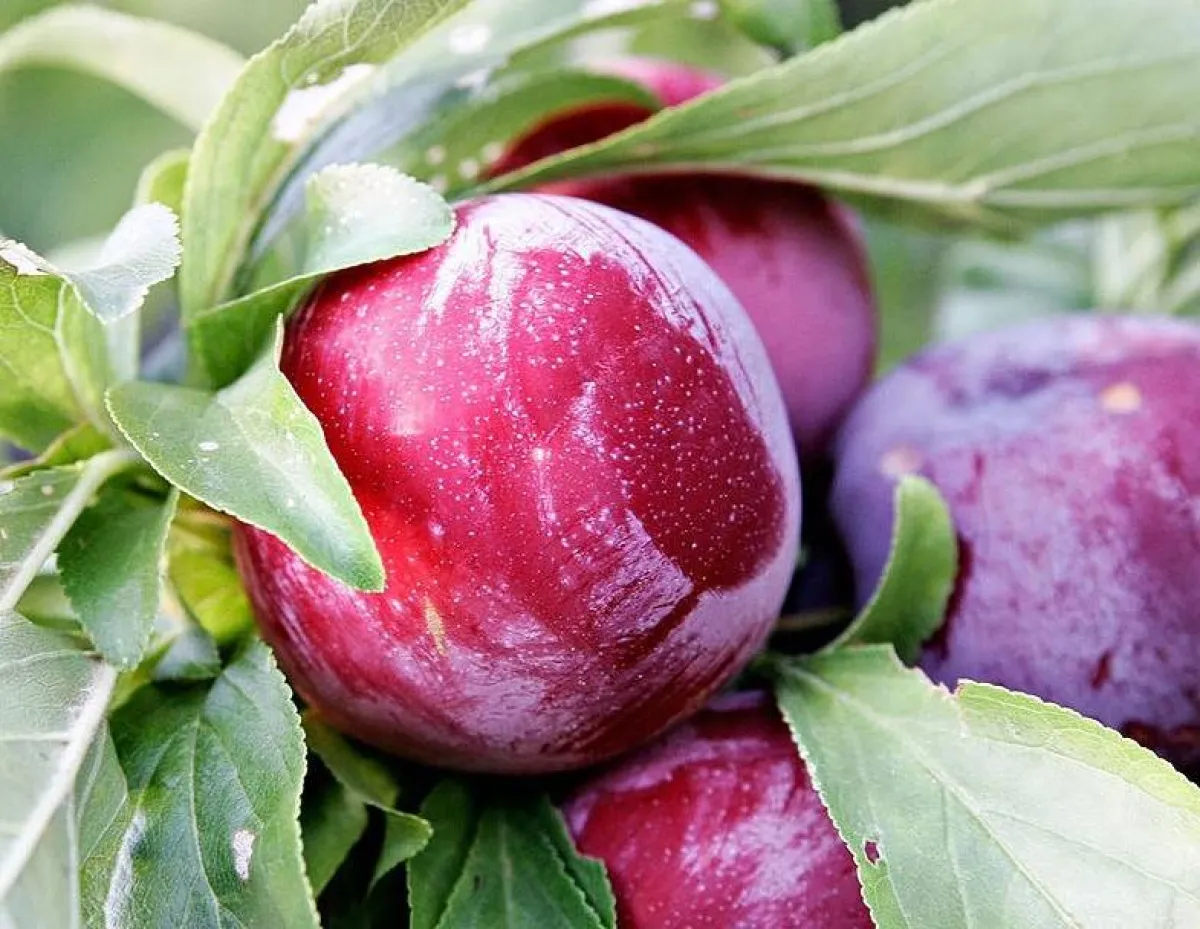 البرقوق الأحمر  لخسارة الوزن