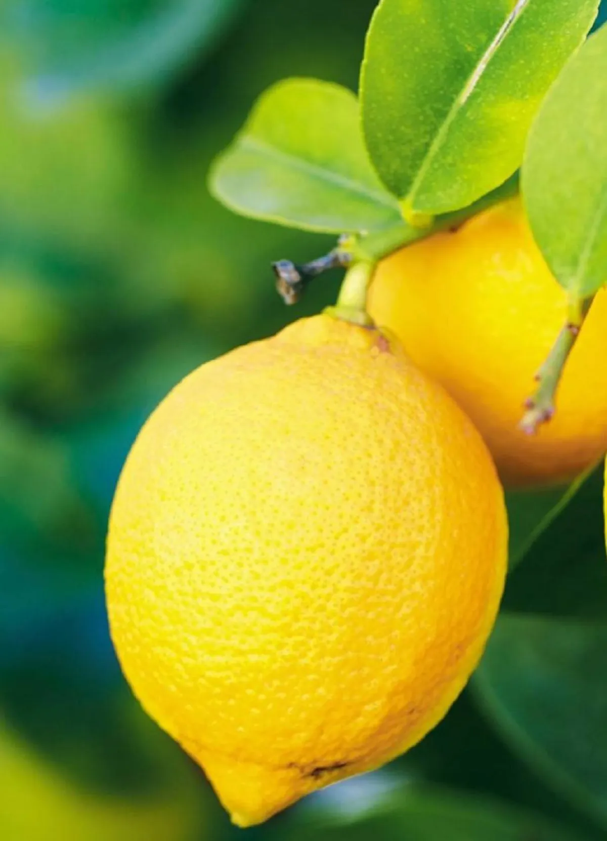 فوائد مذهلة لليمون