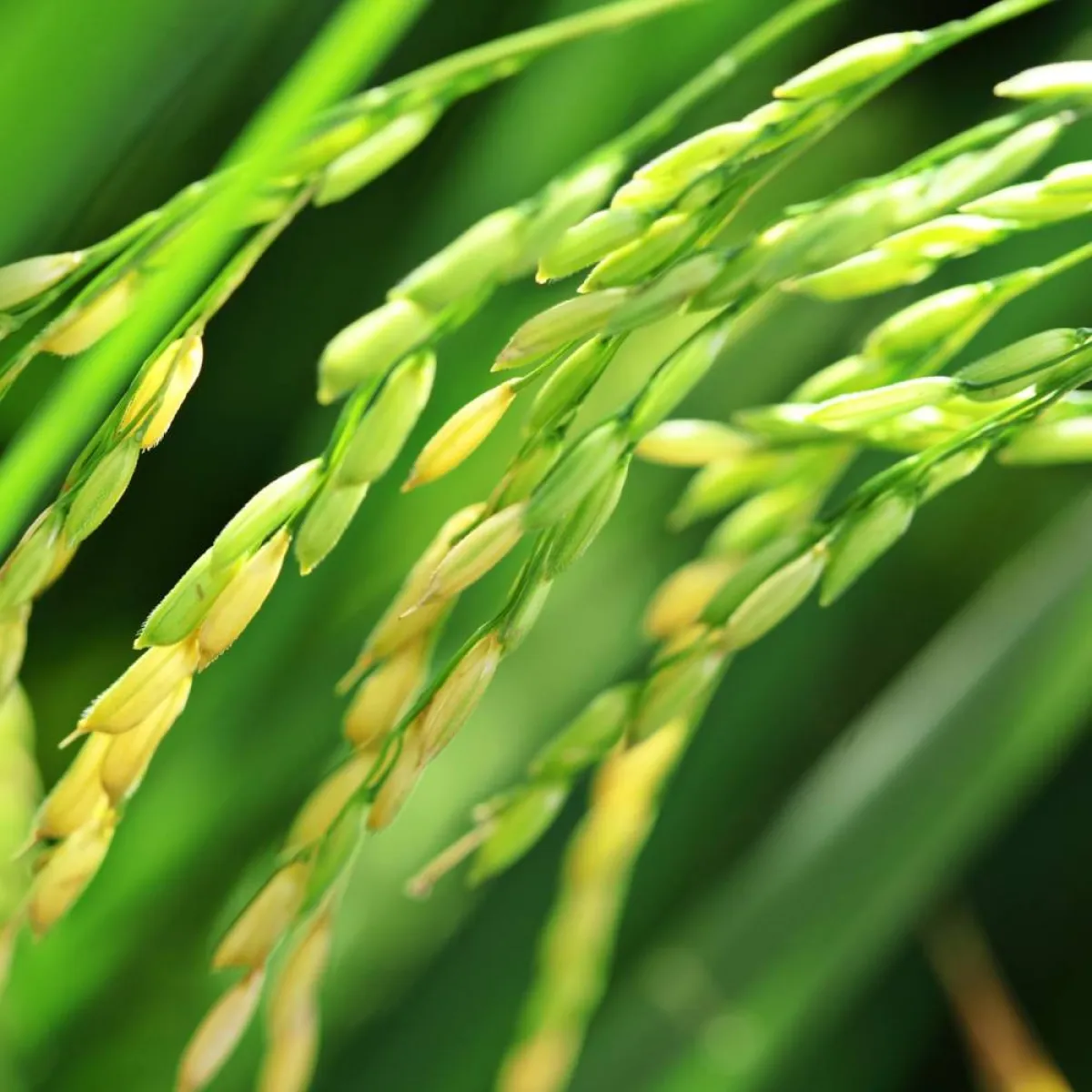 صورة لشجرة الأرز