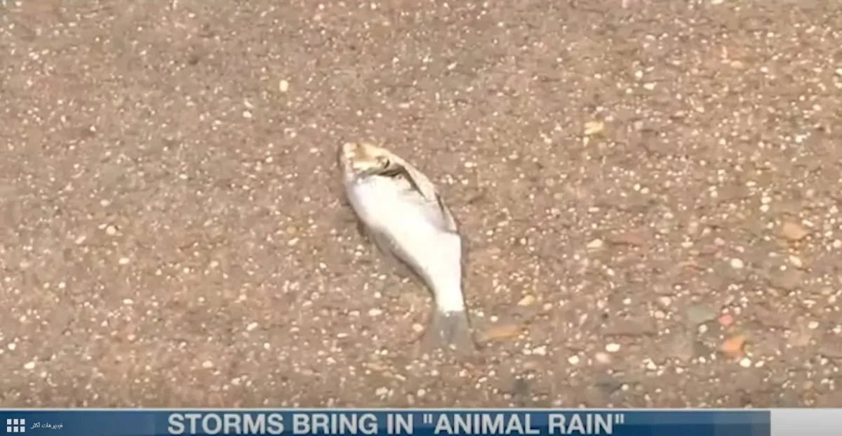 سقوط أسماك من السماء في ولاية أمريكية أواخر أيام 2021