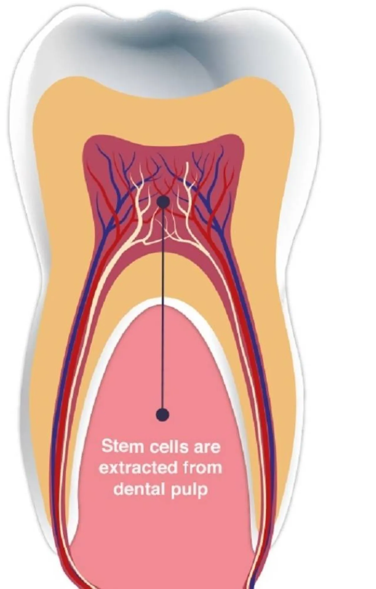 خلايا لب الأسنان