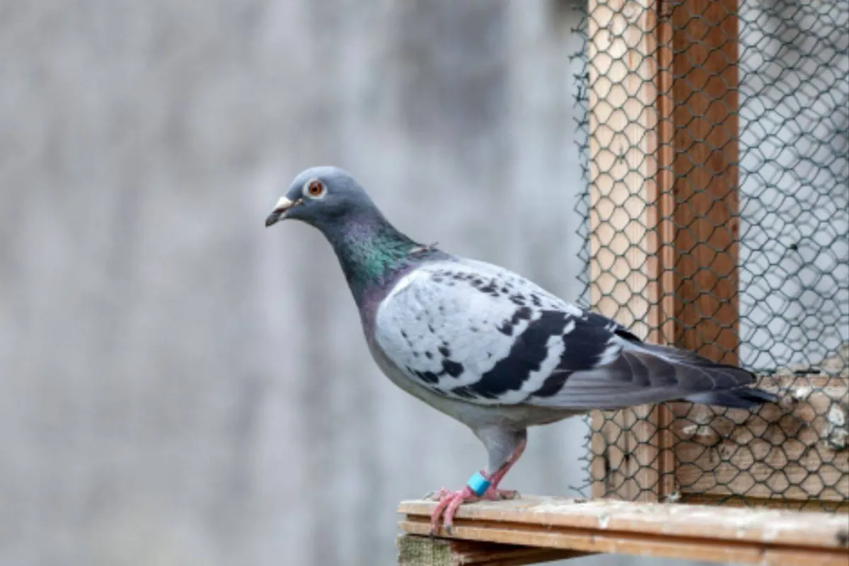 الحمام الزاجل