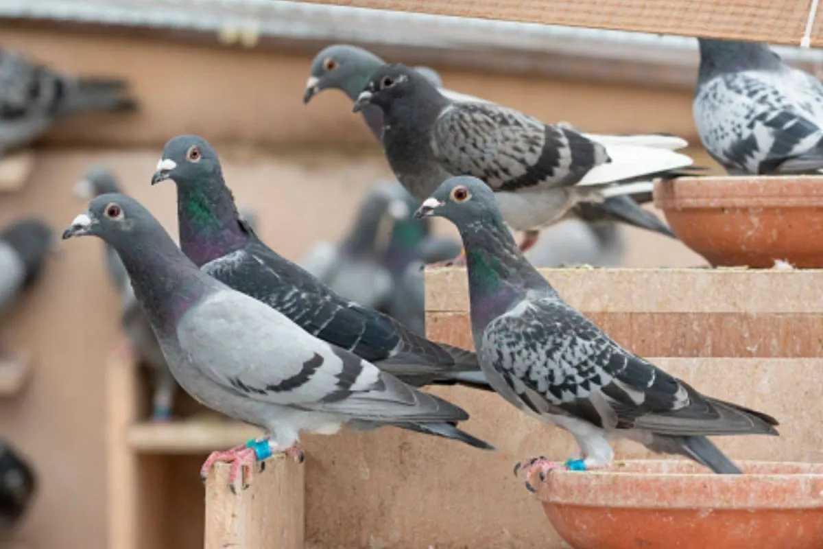 الحمام الزاجل